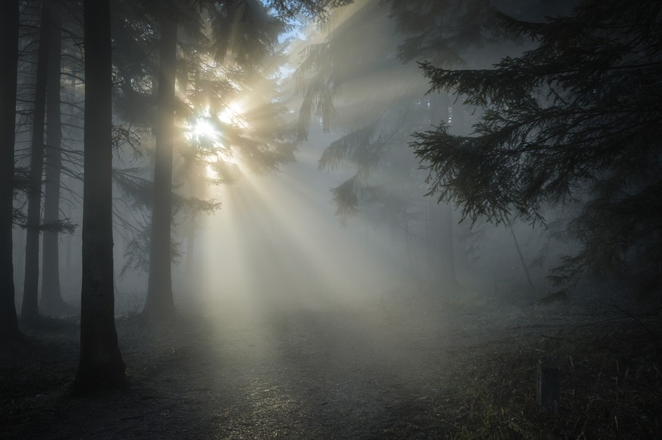 Źródło zdjęcia: Pixabay.com / Licencja: CC0 Creative Commons - 