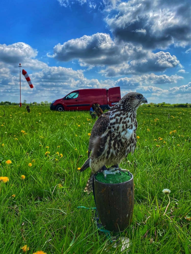 Lotnisko Aeroklubu Ziemi Piotrkowskiej ma sokolnika. Będzie znacznie bezpieczniej. - Foto: Aeroklub Ziemi Piotrkowskiej